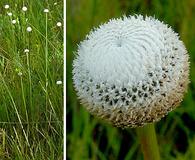 Eriocaulon decangulare