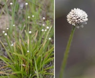 Eriocaulon lineare