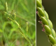 Eriochloa acuminata