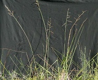 Eriochloa michauxii