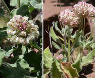 Eriogonum abertianum