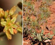 Eriogonum alatum