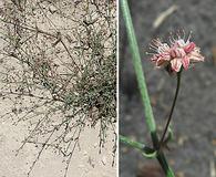 Eriogonum angulosum