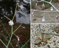 Eriogonum apiculatum