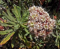 Eriogonum arborescens