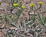 Eriogonum arcuatum