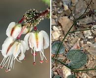 Eriogonum brachypodum