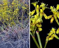 Eriogonum brevicaule