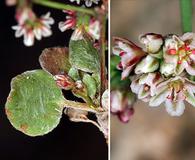 Eriogonum cernuum