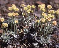 Eriogonum chrysops