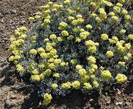 Eriogonum codium