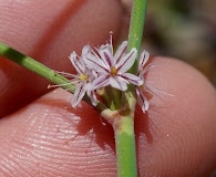 Eriogonum covilleanum