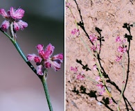 Eriogonum dasyanthemum