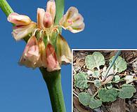 Eriogonum davidsonii