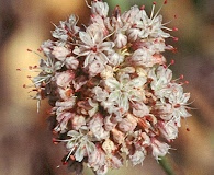 Eriogonum elatum