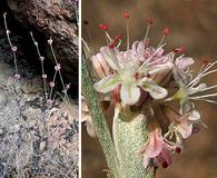 Eriogonum elongatum