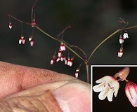 Eriogonum esmeraldense