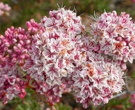 Eriogonum fasciculatum