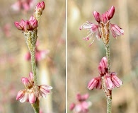 Eriogonum gracile