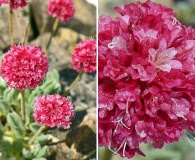 Eriogonum gracilipes