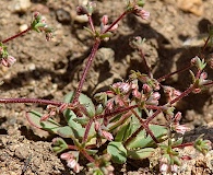 Eriogonum inerme