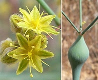 Eriogonum inflatum