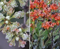 Eriogonum jamesii