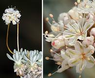 Eriogonum kennedyi