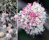 Eriogonum latifolium