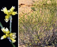 Eriogonum leptocladon