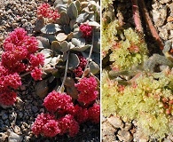 Eriogonum lobbii