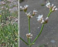 Eriogonum lonchophyllum