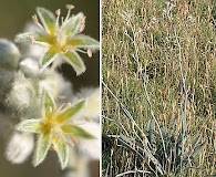 Eriogonum longifolium