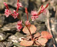 Eriogonum luteolum