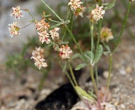 Eriogonum maculatum