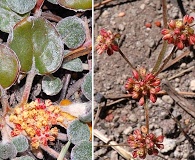 Eriogonum marifolium