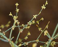 Eriogonum mohavense