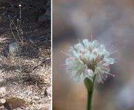 Eriogonum molestum