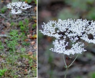 Eriogonum multiflorum