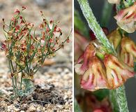 Eriogonum nidularium