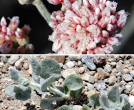 Eriogonum nummulare