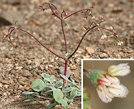 Eriogonum nutans