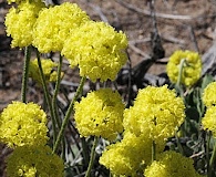 Eriogonum ovalifolium