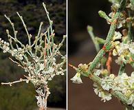 Eriogonum palmerianum