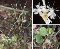 Eriogonum panamintense