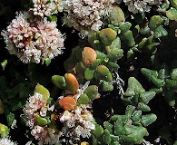 Eriogonum parvifolium