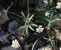 Eriogonum pharnaceoides