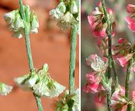 Eriogonum polycladon