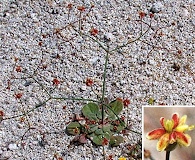 Eriogonum pusillum