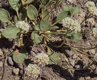 Eriogonum pyrolifolium